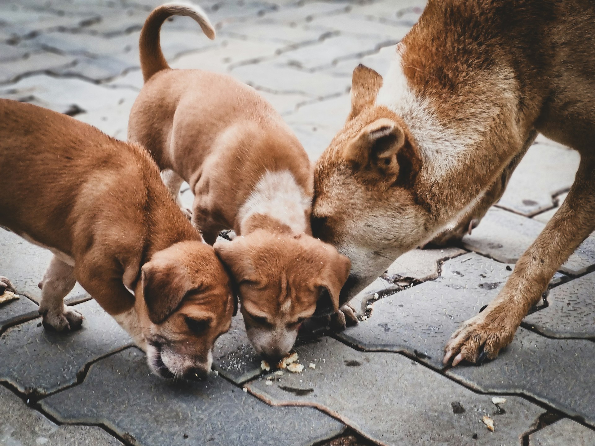 A group of dogs standing on top of a sidewalk